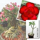 国華園　花苗　アデニウム　サイアムオーロラ　1株【※発送が国華園からの場合のみ正規品です】