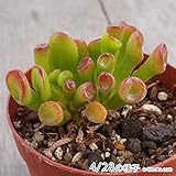 ゴーラム 7.5cmポット クラッスラ Crassula portulacea f. monstrosa. 福岡県産 多肉植物 多肉 観葉植物 インテリアグリーン 寄せ植えに