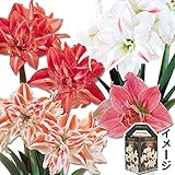 国華園　早咲八重咲ポットアマリリス福袋(品種見計らい・名称付） 8箱1組【※発送が国華園からの場合のみ正規品です】