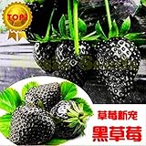 エキゾチック1bag = 300PCS黒イチゴ種子盆栽レアフルーツ種子クライミングPLANT ORGANICホーム＆ガーデン