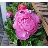 Amazon ラナンキュラス 球根 販売 ラナンキュラス花の苗 装饰植物 明るい色 多くの色 甘い 緑の中庭 魅力的な 球根 球根