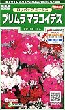 サカタのタネ 実咲花6781 プリムラ マラコイデス ロリポップミックス 10袋セット