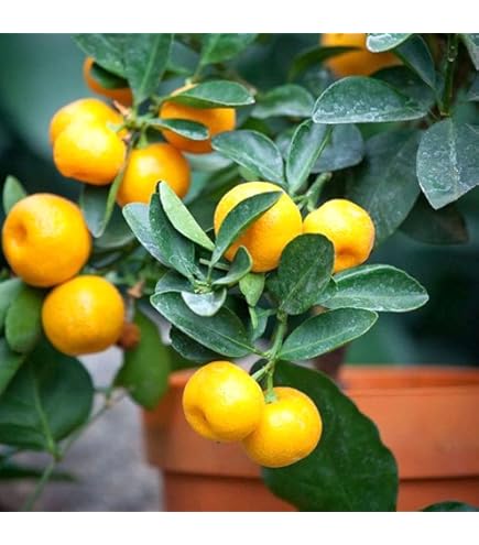 Amazon.co.jp: サワーポメロ みかん 苗木 果樹苗 5号ポット 2本セット