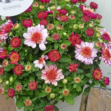 Amazon.co.jp 最新リリース: 花の苗 の新着ランキングです。