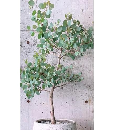 Amazon｜ユーカリ ポポラス 8号｜観葉植物 オンライン通販