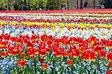 国産 チューリップ 球根 おまかせパック 可愛いお花 (２０個, お任せミックス)