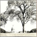 ワシントンDC – Capital Mono by Harold Silverman – 木&古いフェンス 18.03"x18.03" 70321-36-17FUSA