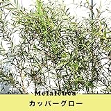レプトスペルマム （メラレウカ） カッパーグロウ庭木 常緑樹 低木