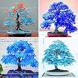 20個中国のカエデの木盆栽の木の種子。希少なスカイブルーカエデの種子。バルコニーの植物