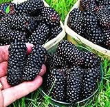 200/Heirloom Blackberry Seeds Sweet Black Berry Giant Blackberries Triple Crown Blackberry Black Mul