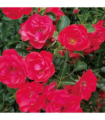 ドリフトローズ ドリフトローズ：レッドドリフト6号ポット の通販 | 園芸ネット