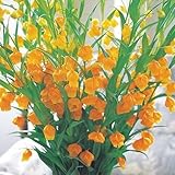 国華園　春植え球根 サンダーソニア オーランティアカ 3球【※発送が国華園からの場合のみ正規品です】