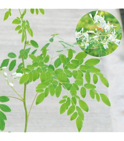 Amazon.co.jp: モリンガの豪華セット 種 苗 入手困難 挿し木 : DIY
