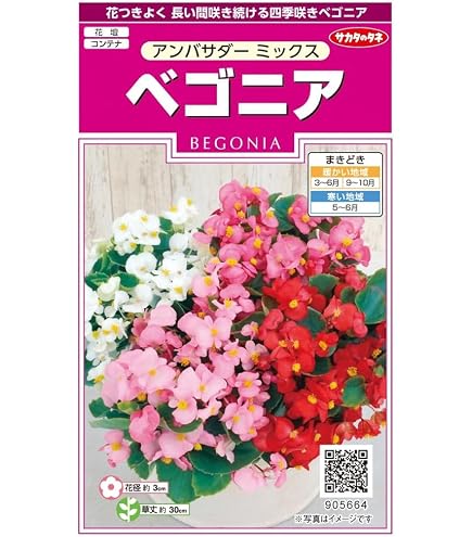 Amazon｜ベゴニア フートエンシス【大株、花付き！安心の発根、活着