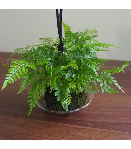 Amazon｜斑入り ネフロレピス ハッピーマーブル 8号 1｜観葉植物
