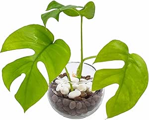 Amazon ヒメモンステラ 観葉植物 ミニ 本物 ハイドロカルチャー 3号 初心者も簡単メンテ 玄関やダイニングテーブルなどに置ける 観葉植物 オンライン通販 Amazon ヒメモンステラ 観葉植物 ミニ 本物 ハイドロカルチャー 3号 初心者も簡単メンテ 玄関やダイニングテーブルなどに置ける 観葉植物 オンライン通販