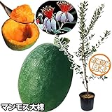 国華園　果樹苗　フェイジョア　マンモス大株　1株【※発送が国華園からの場合のみ正規品です】