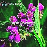 100種子コンフリー花の種子新ホームガーデン植物盆栽Sementes *ジャルダンレア多年生フローレス球根シード