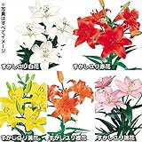 国華園　球根　8月咲すかしユリセット　5種15球【※発送が国華園からの場合のみ正規品です】