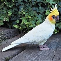オカメインコ 良い週末を🌱🐥🐥 #オカメインコ #インコ #cockatiel #cockatiels