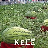 スイカの種NON-GMO食用果物を植える30個の種子/バッグジャイアントスイカ種子フルーツ種子、＃のBI3OID