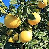 文旦 苗木 【土佐文旦 （とさぶんたん）】 2年生 接木苗