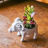 多肉植物 寄せ植え taniku アニマル ポット シリーズ ヤギ さん
