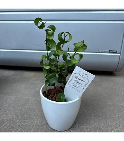 Amazon｜シタシオン ベンジャミン 斑入り 観葉植物 インテリア｜観葉