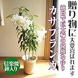 カサブランカ鉢植え　花鉢　　ユリ鉢植え