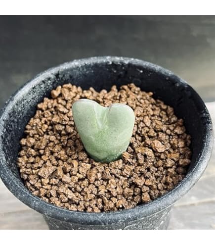 Amazon｜多肉植物 メセン コノフィツム ビロブム 3号ポット