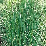 【メール便配送】　国華園　野菜たね　緑肥・景観作物　イタリアンライグラス普通種　1袋(1kg)【※発送が国華園からの場合のみ正規品です】