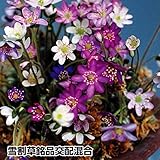 国華園　山野草　雪割草銘品交配混合　3株【※発送が国華園からの場合のみ正規品です】