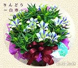 りんどう鉢植え：「白寿」かご付き