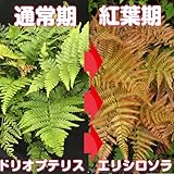 耐寒性 シダ【ドリオプテリスエロシロソラ】日陰の庭に緑を！ 1株 　実はシェードガーデンで人気の宿根草