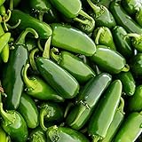 ,100 Jalapeno Chile Pepper seeds Fast Growing DIY Home Garden Vegetable Plant, most popular pepper
