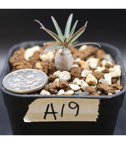 Amazon｜アガベホリダ 実生株｜観葉植物 オンライン通販