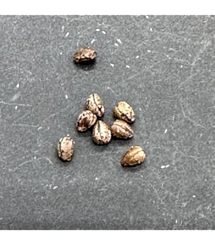 鉄甲丸　種子10粒 鉄甲丸 種子10粒