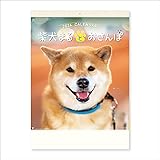 新日本カレンダー 2024年 カレンダー 壁掛け 柴犬まるとおさん 年表付 NK35