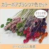 あいむ　カラーボアプランツ７色セット