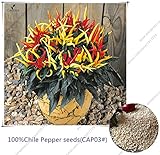 Chile Pepper 30 Seeds-Color chili organic vegetable Seeds finger Capsicum annuum Garden Balcony vege