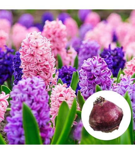 Amazon | はなみどり テーブル芽出しヒヤシンス トリカラー 3色セット