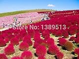 Heirloom 300 Seeds Grass Burning Bush Kochia Scoparia RED Flower Plant Garden Bulk Exotic flower see