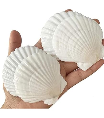 Amazon.co.jp: PEPPERLONELY ペクテン カラフル ホタテ貝殻 30個 1-3/4