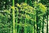 Bamboo in Spring Giant Poster 69 x 45in by 1art1