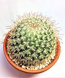 サボテン　紅小町　パロディア　ノトカクタス　棘物　観葉植物　緑　グリーン