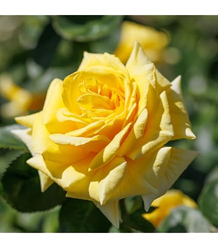 Amazon.co.jp: バラ苗 和バラ 人気種 四季咲き : DIY・工具・ガーデン