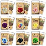 (THIS ORDER INCLUDE 9 PACKS EACH COLOR 50 SEEDS)CHINESE ROSE SEEDS - Rainbow Pink Black White Red Pu