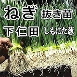 ねぎ 苗 下仁田 抜き苗 30本 ネギ