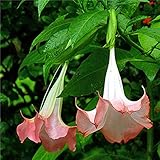花の種盆栽花キダチチョウセンアサガオ属チョウセンアサガオの種鉢植えplantas混色ガーデンデコレーション工場はAAピンク、白チョウセンアサガオをの100pcs