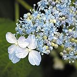 【2018年春～　開花見込み株】ヤマアジサイ「伊予の青絣」